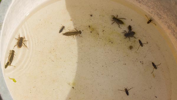 Seven dragonfly larva plus five backswimmers