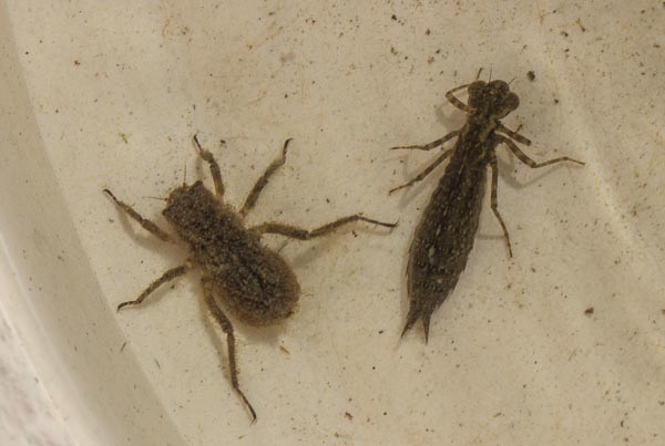 Two different species of dragonfly larvae